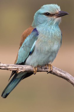 Coracias garrulus. Avrupa silindir.