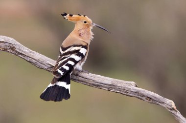 İbibik. Upupa epops. Coraciforms