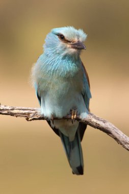 Coracias garrulus. Avrupa silindir.