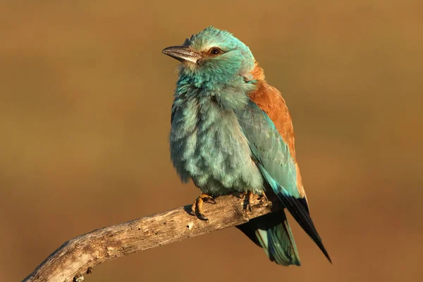 Coracias Garrulus Kraska — Zdjęcie stockowe