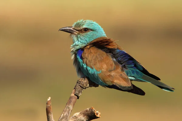 Coracias Garrulus Kraska — Zdjęcie stockowe