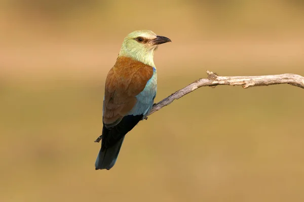 Coracias Garrulus Europäische Walze — Stockfoto