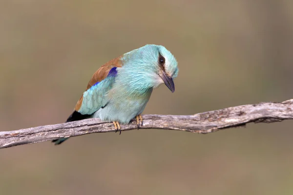 Coracias Garrulus Rodillo Europeo — Foto de Stock