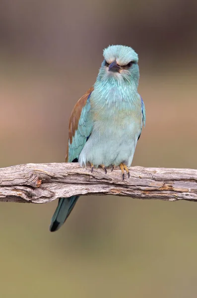 Coracias Garrulus Rolo Europeu — Fotografia de Stock