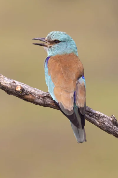 Coracias Garrulus Avrupa Silindir — Stok fotoğraf