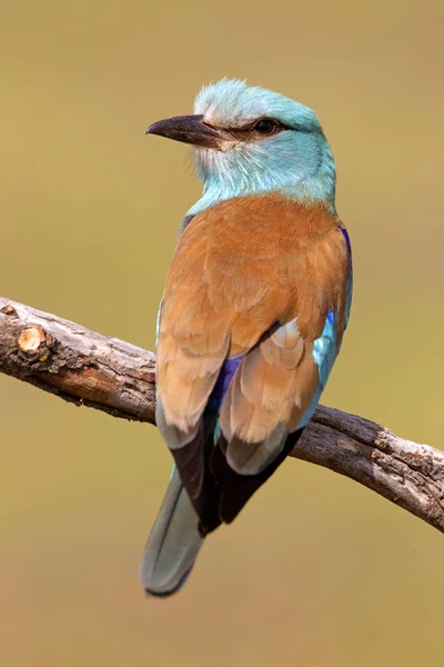 Coracias Garrulus Rodillo Europeo — Foto de Stock