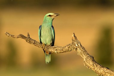 Coracias garrulus. Avrupa silindir.
