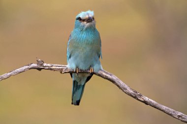 Coracias garrulus. Avrupa silindir.