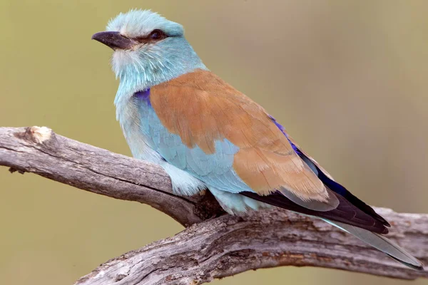 Coracias Garrulus Kraska — Zdjęcie stockowe