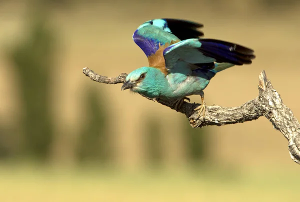 Coracias Garrulus Ευρωπαϊκό Κυλίνδρου — Φωτογραφία Αρχείου