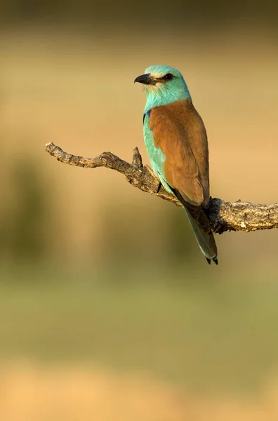 Coracias Garrulus Kraska — Zdjęcie stockowe