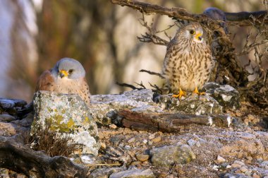 Erkek ve kadın, Küçük kerkenez. Falco naunanni