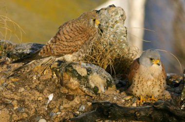 Küçük kerkenez erkek. Falco naunanni