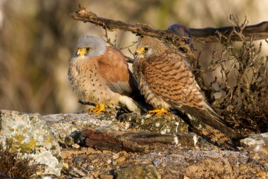 Erkek ve kadın, Küçük kerkenez. Falco naunanni