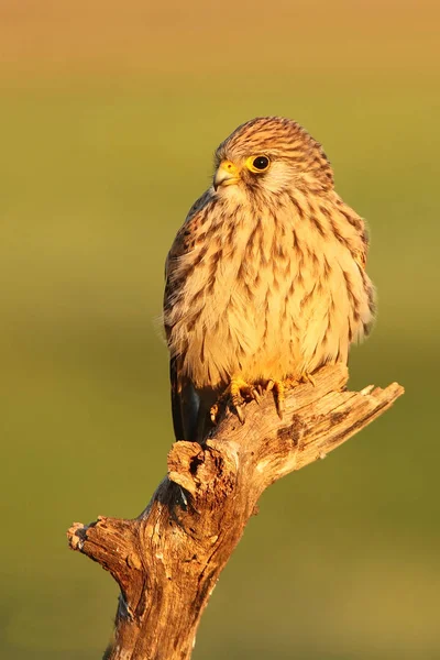 Weibchen Vom Turmfalken Falco Naunanni — Stockfoto