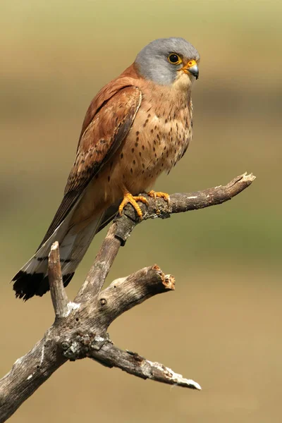 Male Lesser Kestrel Falco Naunanni — Stock Photo, Image