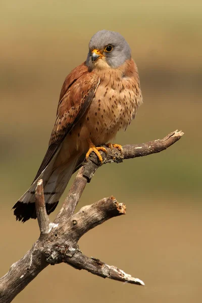 Varón Cernícalo Menor Falco Naunanni — Foto de Stock