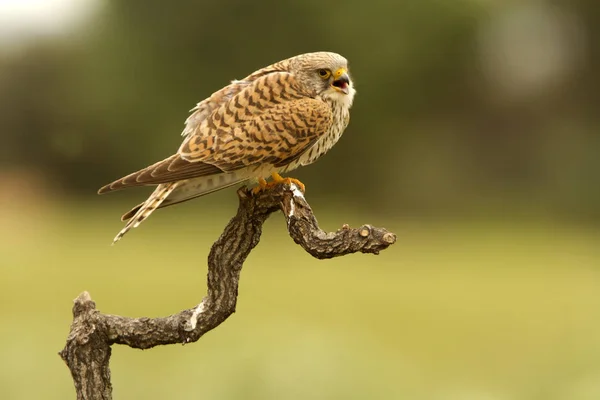Female Lesser Kestrel Falco Naunanni — Stock Photo, Image