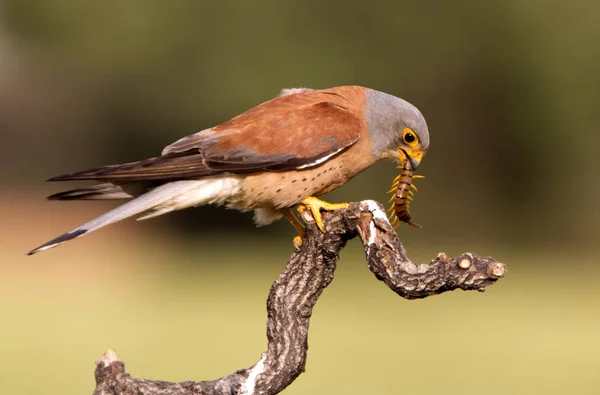 Varón Cernícalo Menor Falco Naunanni — Foto de Stock