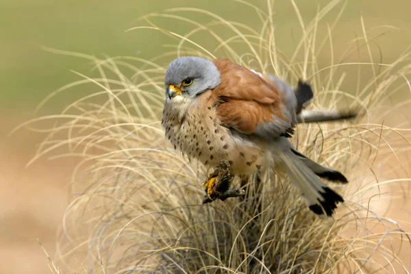 Male Lesser Kestrel Falco Naunanni — Stock Photo, Image