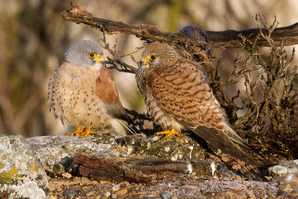 Male and female of Lesser kestrel. Falco naunanni