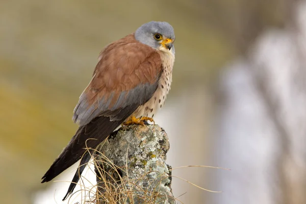 Masculino Kestrel Menor Falco Naunanni — Fotografia de Stock