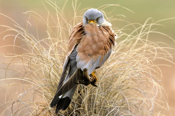 Masculino Kestrel Menor Falco Naunanni — Fotografia de Stock