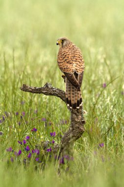 Kerkenez erkek. Falco tinnunculus, 