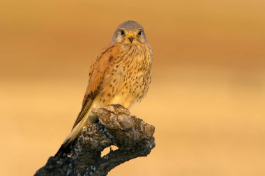 Male of Common kestrel. Falco tinnunculus,  clipart