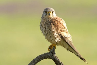 Kerkenez erkek. Falco tinnunculus, 