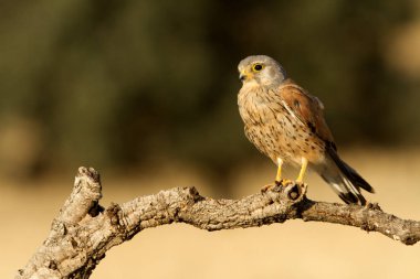 Male of Common kestrel. Falco tinnunculus,  clipart