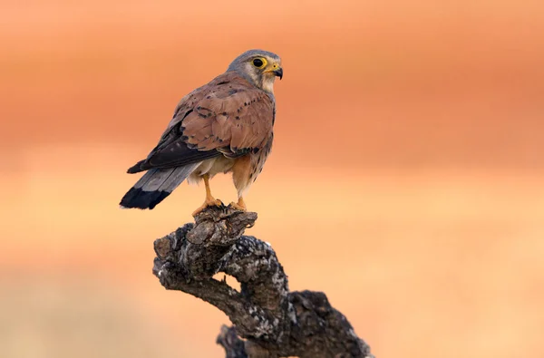 Homem Kestrel Comum Falco Tinnunculus — Fotografia de Stock