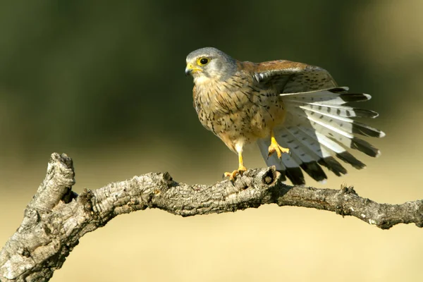 Male Common Kestrel Falco Tinnunculus — Stock Photo, Image