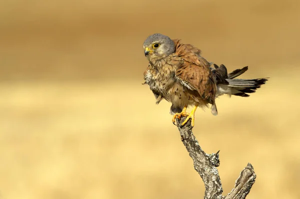 Männchen Des Turmfalken Falco Tinnunculus — Stockfoto