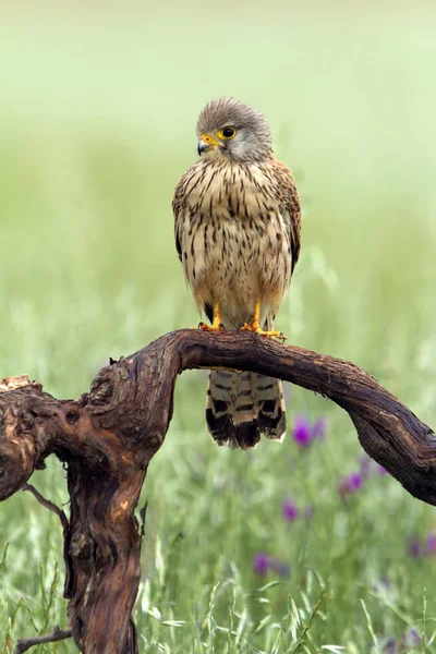 Male Common Kestrel Falco Tinnunculus — Stock Photo, Image