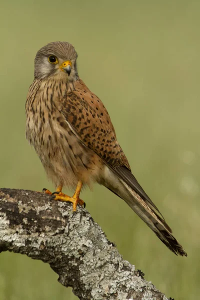 Male Common Kestrel Falco Tinnunculus — Stock Photo, Image