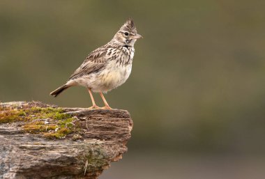 Thekla toygar. Galerida theklae