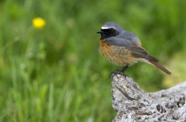 Ortak kızılkuyruk erkek. Phoenicurus phoenicurus