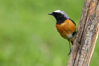 Ortak kızılkuyruk erkek. Phoenicurus phoenicurus