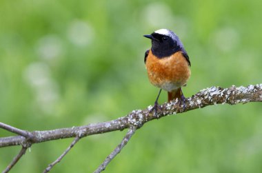 Ortak kızılkuyruk erkek. Phoenicurus phoenicurus