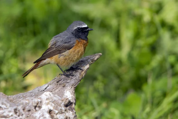 Mężczyzna Pleszka Phoenicurus Phoenicurus — Zdjęcie stockowe