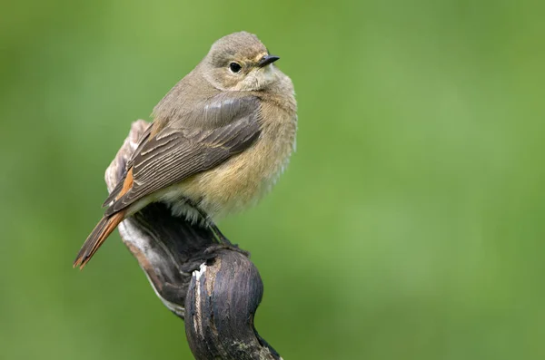 Femmina Redstart Comune Phoenicurus Phoenicurus — Foto Stock