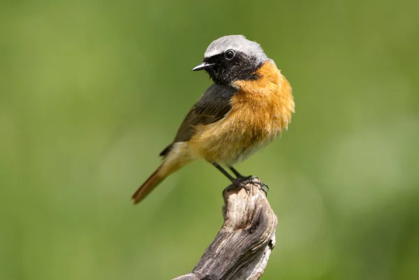 Mężczyzna Pleszka Phoenicurus Phoenicurus — Zdjęcie stockowe