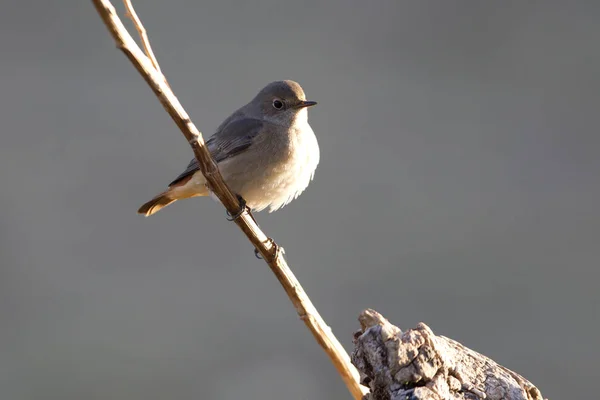 Female Common Redstart Phoenicurus Phoenicurus — Stock Photo, Image