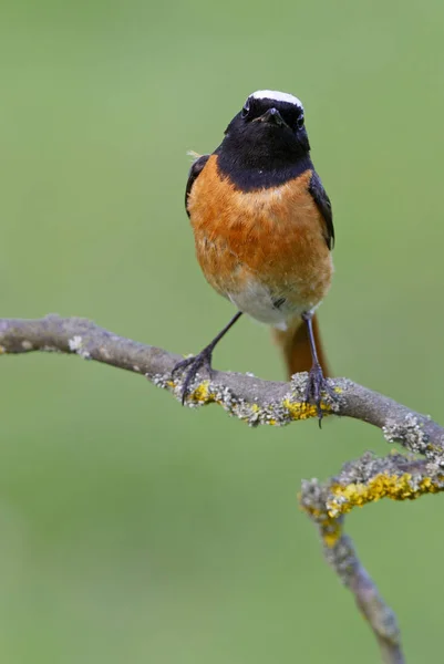 Maschio Redstart Comune Fenicio Phoenicurus — Foto Stock