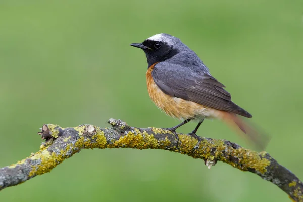 Mężczyzna Pleszka Phoenicurus Phoenicurus — Zdjęcie stockowe