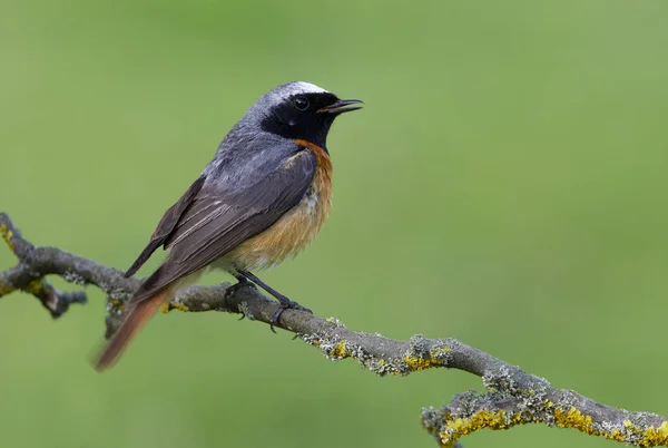 Mężczyzna Pleszka Phoenicurus Phoenicurus — Zdjęcie stockowe