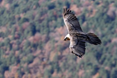 Akbaba. Gypaetus barbatus. Çöpçü.