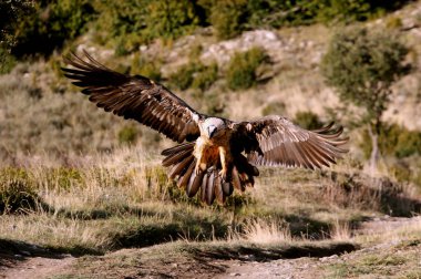 Akbaba. Gypaetus barbatus. Çöpçü.