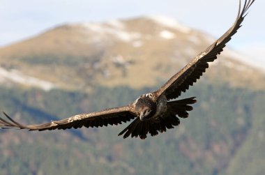Akbaba. Gypaetus barbatus. Çöpçü.